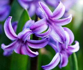 Naklejka premium Close-up of Beautiful blue Hyacinth flowers.