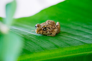 beautiful small little baby frog 