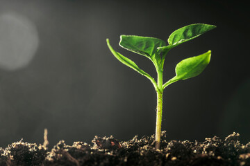 Green seedling growing on the ground in the rain