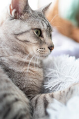 くつろぐ猫　サバトラ猫