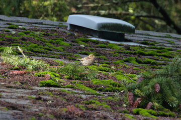 moss covered roof in need of repair with bird