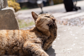 毛繕い中