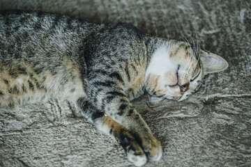 Beautiful cat lying on floor close-up