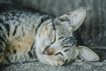 Beautiful cat lying on floor close-up