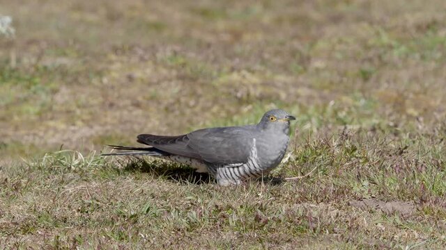 Common cuckoo (Cuculus canorus)