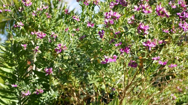 Myrtle leaf milkwort purple flower, California USA. Polygala myrtifolia springtime bloom. Home gardening, american decorative ornamental houseplant, natural botanical atmosphere. Violet spring blossom