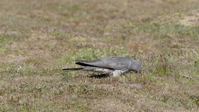 Common cuckoo (Cuculus canorus)