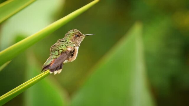 Volcano Hummingbird - Selasphorus flammula very small hummingbird which breeds only in the mountains of Costa Rica and Chiriqui, Panama. Flying and feeding on nectar on the nice blossom.