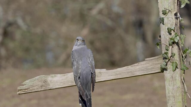 Common cuckoo (Cuculus canorus)