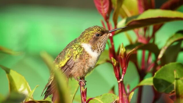 Volcano Hummingbird - Selasphorus flammula very small hummingbird which breeds only in the mountains of Costa Rica and Chiriqui, Panama. Flying and feeding on nectar on the nice blossom.
