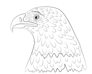 Portrait of the head of a bald eagle in profile in isolate on a white background. Vector illustration.