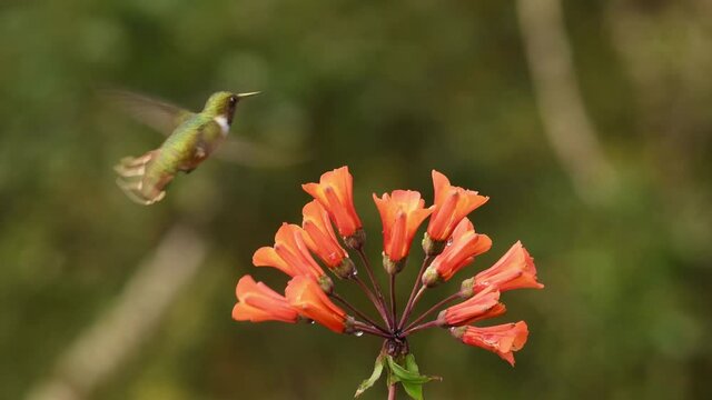 Volcano Hummingbird - Selasphorus flammula very small hummingbird which breeds only in the mountains of Costa Rica and Chiriqui, Panama. Flying and feeding on nectar on the nice blossom.