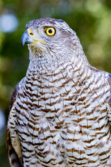 Northern goshawk perching