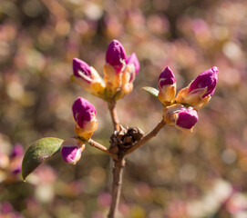 rhododendron flowers in spring