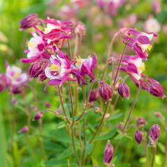 Fototapeta premium Pink akelei (aquilegia) flower bush in shadow, in the garden