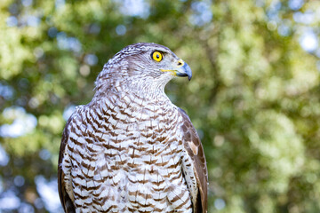 Northern goshawk perching