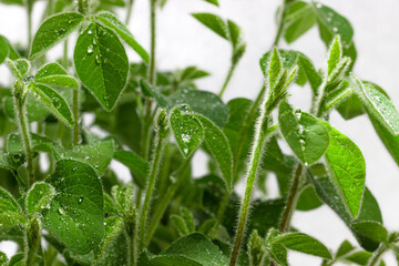 Soy young plants with water drops close up on white background. Soy bean sprouts. Homegrown soy shoots. 