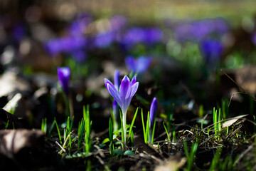 Krokus Wiese Blumen Bl&uuml;te Bl&uuml;hen Lila Wei&szlig; Gr&uuml;n Floral Fr&uuml;hling Erwachen Aufbl&uuml;hen