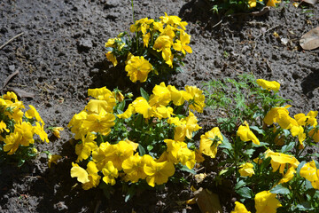 yellow flowers