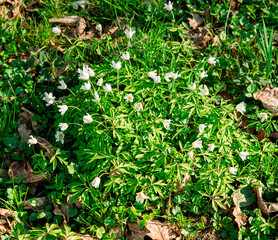 White anemone flower in spring. Wildflower from the buttercup family (Anemonoides nemorosa)
