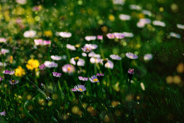 white daisies on a green meadow on a warm spring day close-up background