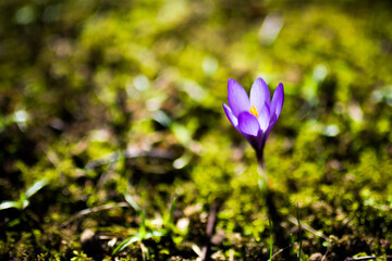 Krokus Wiese Blumen Blüte Blühen Lila Weiß Grün Floral Frühling Erwachen Aufblühen