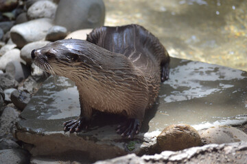 otter in the water