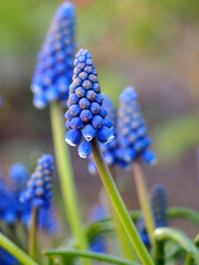 three buds of the first spring flowers of muscari in the garden. side view