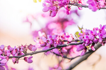  beautiful violet blooming Jacaranda tree on a warm spring day in Spain