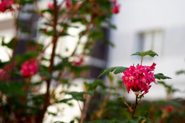 small pink flowers on a background of green leaves and houses side view. nature in early spring