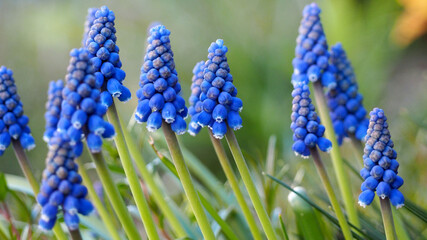 first spring flowers muscari in the garden side view. blue bright flower buds
