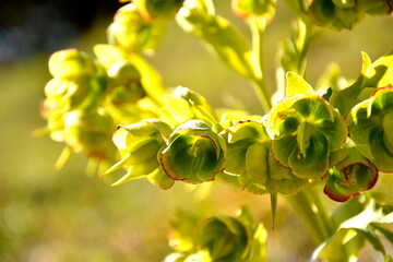 blooming hellebore, medicinal herb with flower