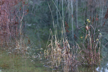 weeds and small trees growing out of a pond