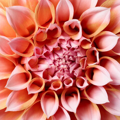 Macro of beautiful dahlia flower