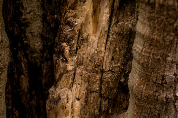 brown bark of a tree texture