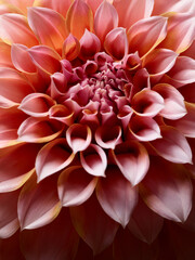 Beautiful pink dahlia flower close up
