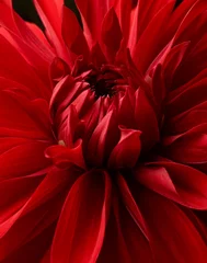 Foto op Plexiglas Red dahlia flower macro shot. Bright floral background © Nik_Merkulov