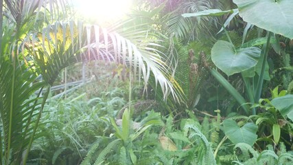 Exotic jungle rainforest tropical atmosphere. Fern, palms and fresh juicy frond leaves, amazon dense overgrown deep forest. Dark natural greenery lush foliage. Evergreen ecosystem. Paradise aesthetic.
