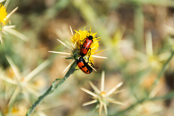 Beetles on a yellow flower close up