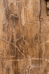 old wood background texture of a tree