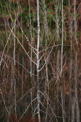 white branches of small trees stick up from flood waters