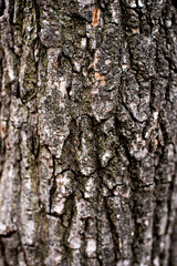 bark of a tree