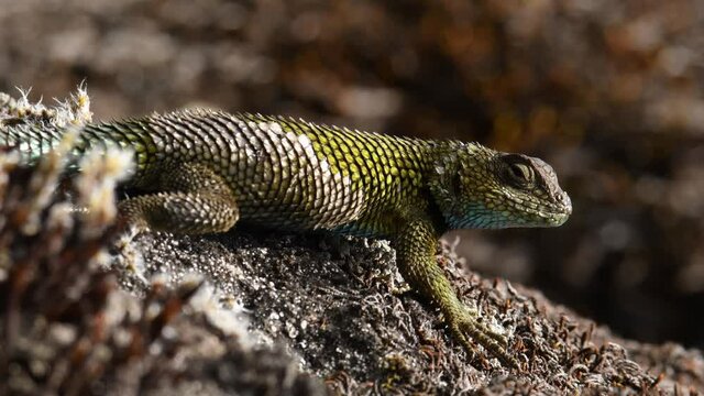 Emerald swift or green spiny lizard - Sceloporus malachiticus, species of small lizard in the Phrynosomatidae family, native to Central America, lying on the stone or wood, green tail. 