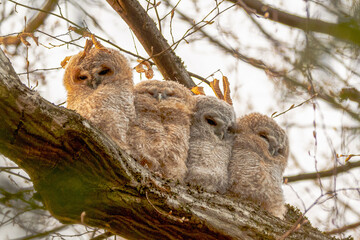 four tawny owl branchling on tree
