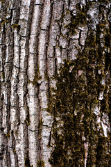 old forest tree bark texture with moss elements