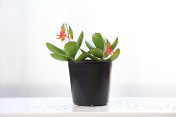 ゴルビュー（多肉植物）