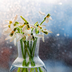 Beautiful bouquets of snowdrops in glass in the rays of the spring sun on the windowsill with flying drops of water.