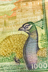 Vertical macro detail of reverse side of one thousand 1000 Sri Lankan rupee banknote (Elephants) from 1991 featuring a peacock, withdrawn from circulation in 2010