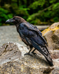 Crow, adult black crow, alaska