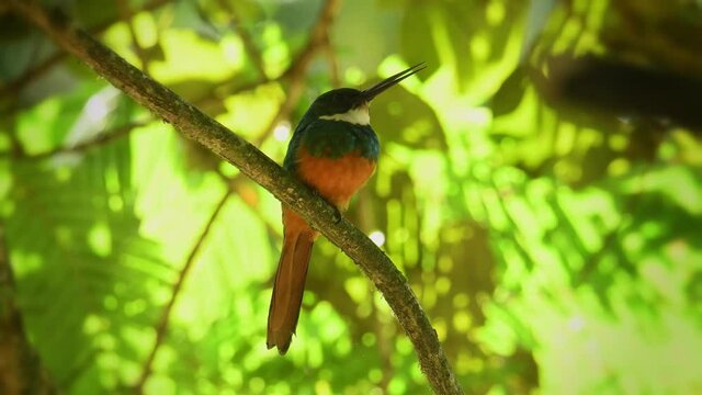 Rufous-tailed jacamar - Galbula ruficauda near-passerine bird breeds in the tropical New World in Mexico, Central and South America, green orange plumage with long beak, singing with the insect prey.